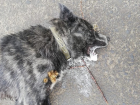 В Новочеркасске причиной смерти двух собак предполагали бешенство