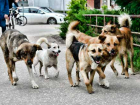 Администрация Новочеркасска прокомментировала ситуацию с покусанной бездомным псом девочкой