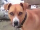 Жестокий хозяин приковал  на цепь и бросил умирать пса на дачном участке в Новочеркасске