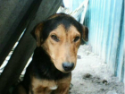 В собачьем приюте под Новочеркасском добродушный пес ищет семью