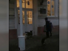 Новочеркасцев терроризирует стая собак возле третьей школы