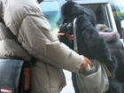 Эпидемия карманных краж захватила Новочеркасск: полицейские поймали еще одного воришку