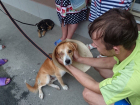 Собака, покалеченная живодером на Дону, ищет дом