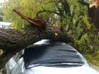 Упавшее на автомобиль дерево оборвало провод линии связи в Новочеркасске