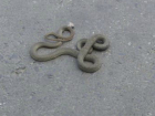 Ядовитые змеи атакуют автовокзал Новочеркасска