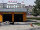 Полчища злобных бродячих собак наводят ужас на жителей Новочеркасска