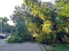 Огромное сухое дерево рухнуло на дорогу по улице Михайловской Новочеркасска