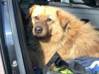 Сбитого в Новочеркасске пса Леву с ужасным переломом таза спасли волонтеры 