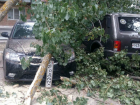 Тополь рухнул на пять автомобилей на улице Макаренко Новочеркасска
