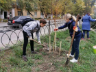 Почти тысячу деревьев высадили в Новочеркасске в осенний день древонасаждения