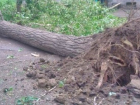 В Новочеркасске ЖЭК и Электросети спихивают друг на друга починку поврежденного деревом кабеля