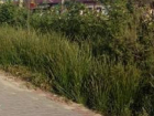 Метровая трава выросла вдоль аллеи по улице Мацоты в Новочеркасске