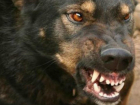 Одичавшая стая бродячих собак набросилась на пятилетнего ребенка в Новочеркасске