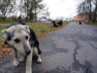 Жители Новочеркасска обеспокоены увеличением количества бездомных кошек и собак