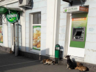 Стая бродячих собак держит в страхе прохожих в центре Новочеркасска