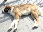 Более семидесяти бездомных животных отловили и чипировали в Новочеркасске