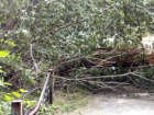 Упавшее дерево четвертый день перегораживает тротуар в новочеркасском микрорайоне Соцгород