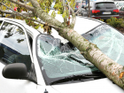 Легковушку с пассажиром раздавило рухнувшим деревом в Новочеркасске