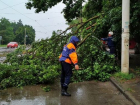 В Новочеркасске во время непогоды упали несколько аварийных деревьев