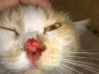 Бездушные жители Новочеркасска пробили голову кошке и повредили грудную клетку 
