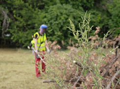 Жителей Новочеркасска оштрафуют за сорняк на земельных участках