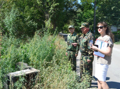В Новочеркасске идет борьба с коноплей