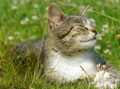 Новая рабочая неделя в Новочеркасске снова будет жаркой 