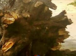 В Новочеркасске массово падают деревья