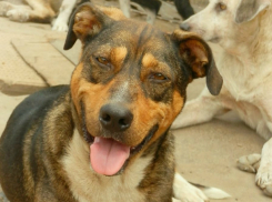 Спасенная из крематория Черневского «собака-улыбака» ищет новый дом в Новочеркасске