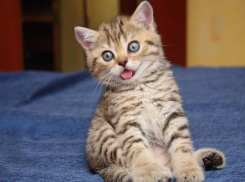 Россия отметит международный День котов и кошек