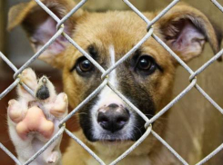 ФАС отменила торги на отлов бездомных животных в Новочеркасске 