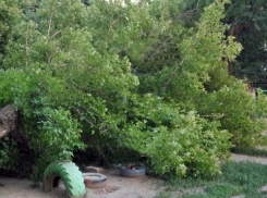 Огромное дерево рухнуло на детскую площадку в Новочеркасске