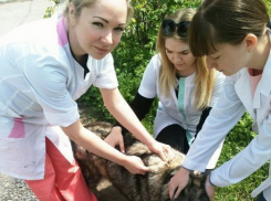 В Новочеркасске проведут бесплатную вакцинацию домашних животных