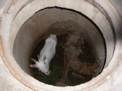 В Новочеркасске провели спасательную операцию по извлечению козы из колодца
