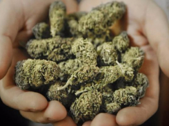 Новочеркасец хранил более килограмма марихуаны в подвале