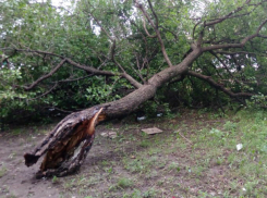 «Поваленные деревья неделями лежат в нашем дворе», - Екатерина Филь