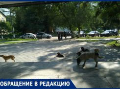 «Пациентов больницы № 2 встречают толпы алкоголиков и стаи собак», - новочеркасцы