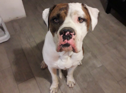 Стаффордширский терьер одиноко гулял под Новочеркасском