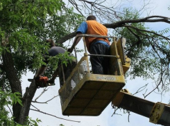 В Новочеркасске пилить деревья и косить траву будет местный предприниматель