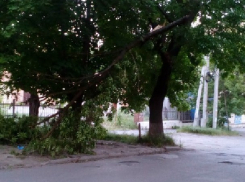 Зависшее дерево стало угрозой безопасности автомобилей на улице Михайловской в Новочеркасске