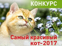 Началось голосование за участников конкурса «Самый красивый кот-2017»!