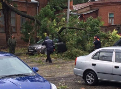 В Новочеркасске от поваленных деревьев уже пострадало 9 автомобилей и автобус