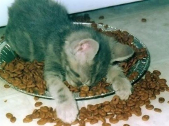 Рядом с Новочеркасском появится много «Вискаса»