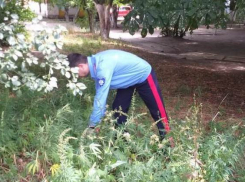 В Новочеркасске уничтожили свыше восьми килограммов дикорастущей конопли
