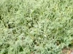 «Новочеркасск утопает в амброзии, люди задыхаются и никому нет дела», - Екатерина Филь