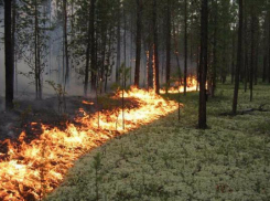 Администрация города опубликовала памятку по соблюдению правил пожарной безопасности﻿ в лесопосадках и рощах
