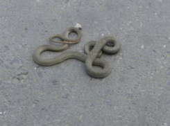 Ядовитые змеи атакуют автовокзал Новочеркасска