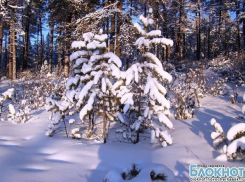 В Ростовской области перед новогодними праздниками усилили охрану сосен и елок