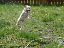 Новочеркасцев ждет жаркая рабочая неделя