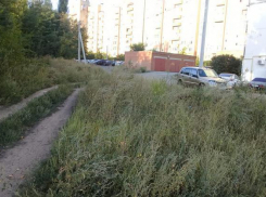 Жителям Новочеркасска предложили самостоятельно косить амброзию 